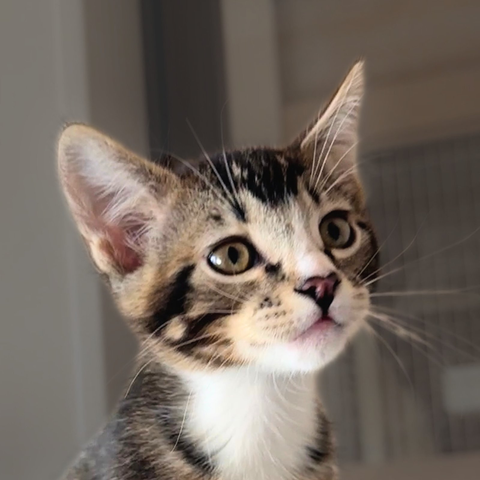 PEGASUS - Domestic Short Hair available for adoption