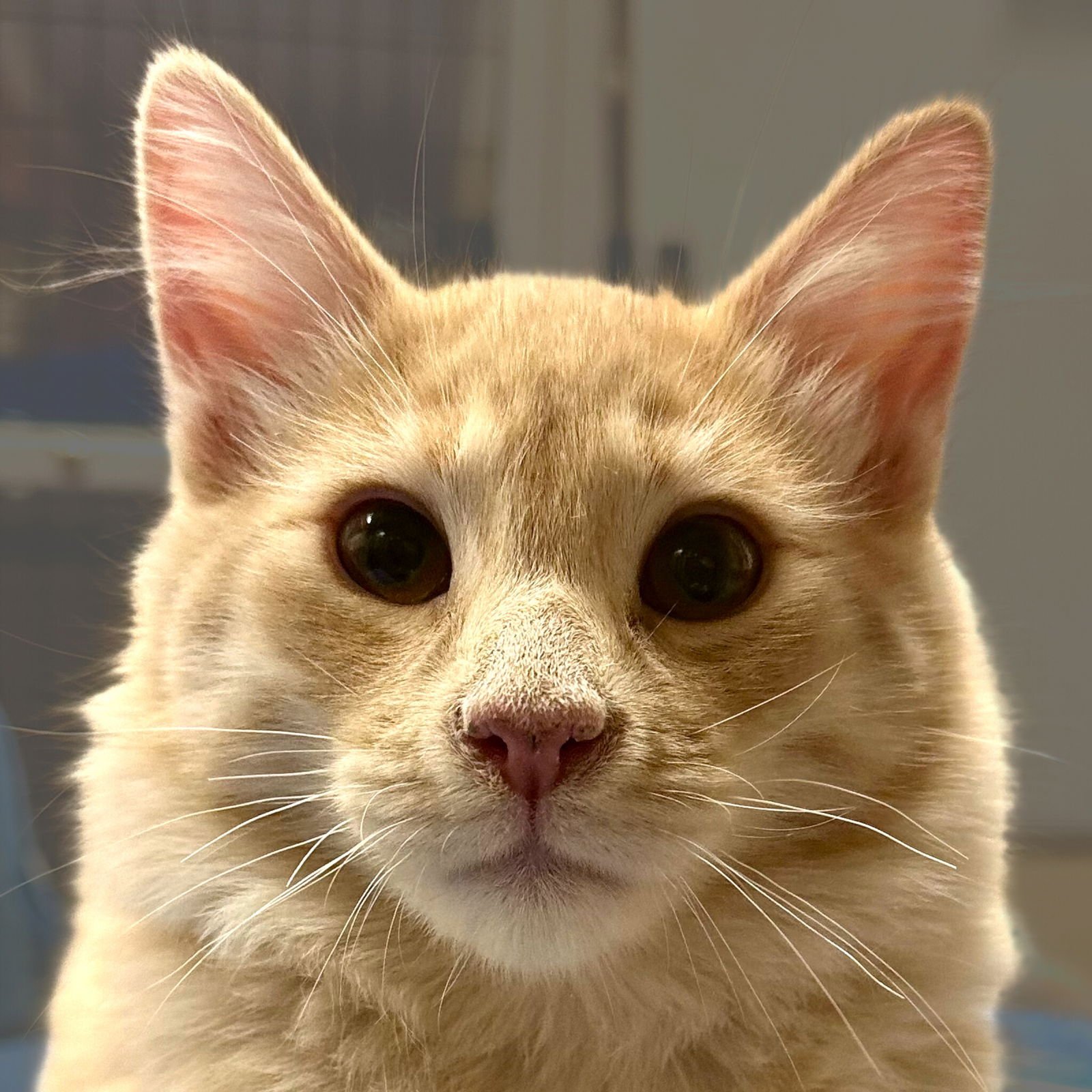 REGGIANO - Domestic Medium Hair available for adoption