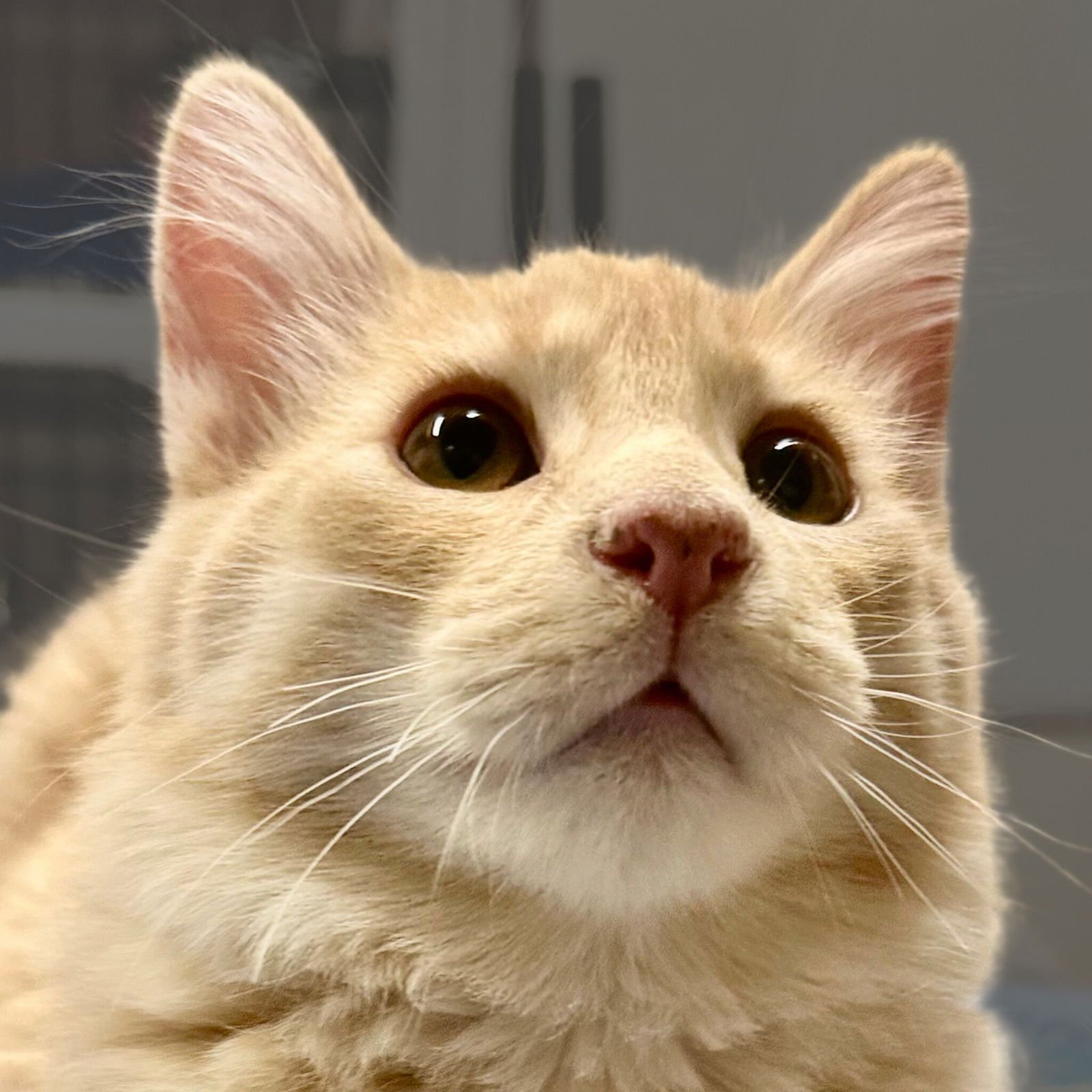 REGGIANO - Domestic Medium Hair available for adoption