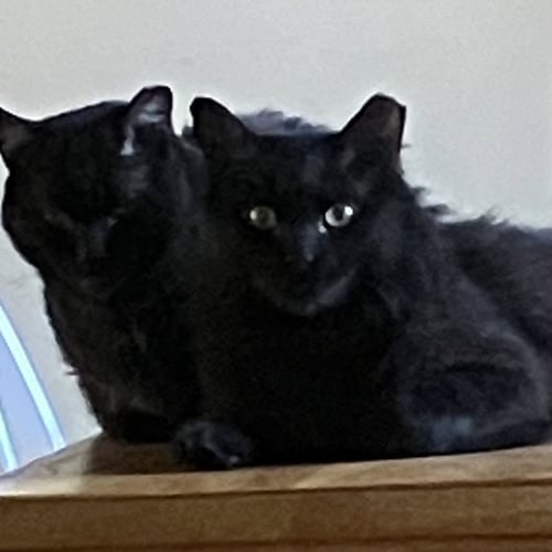 STREAK [AND LONG LEGS] - Domestic Long Hair available for adoption