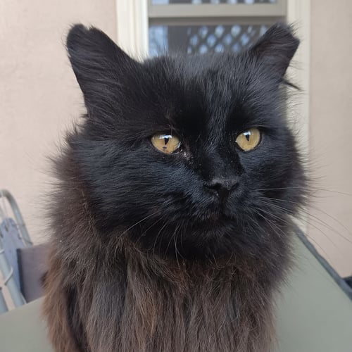 STREAK [AND LONG LEGS] - Domestic Long Hair available for adoption
