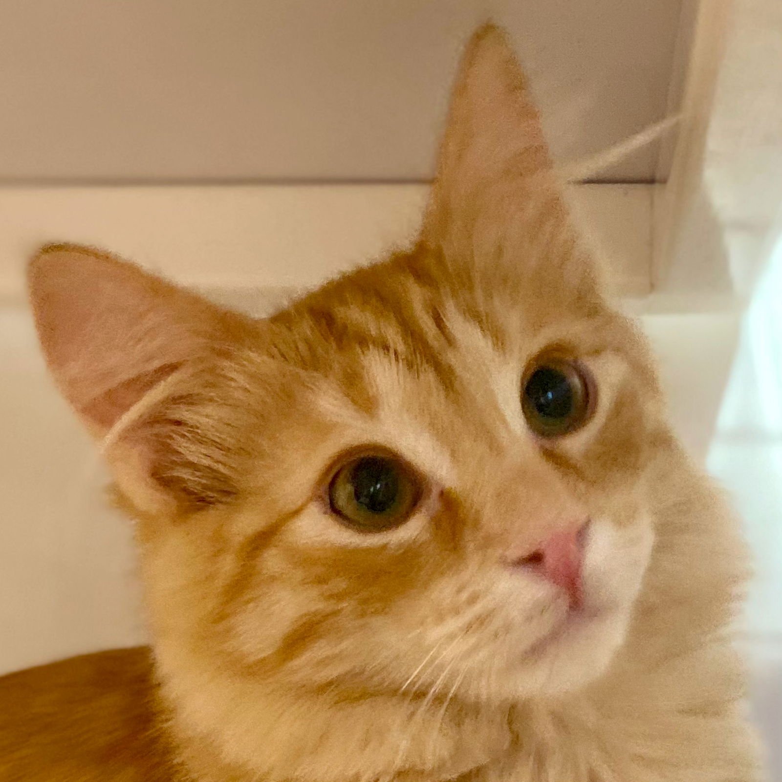 GOUDA - Domestic Medium Hair available for adoption