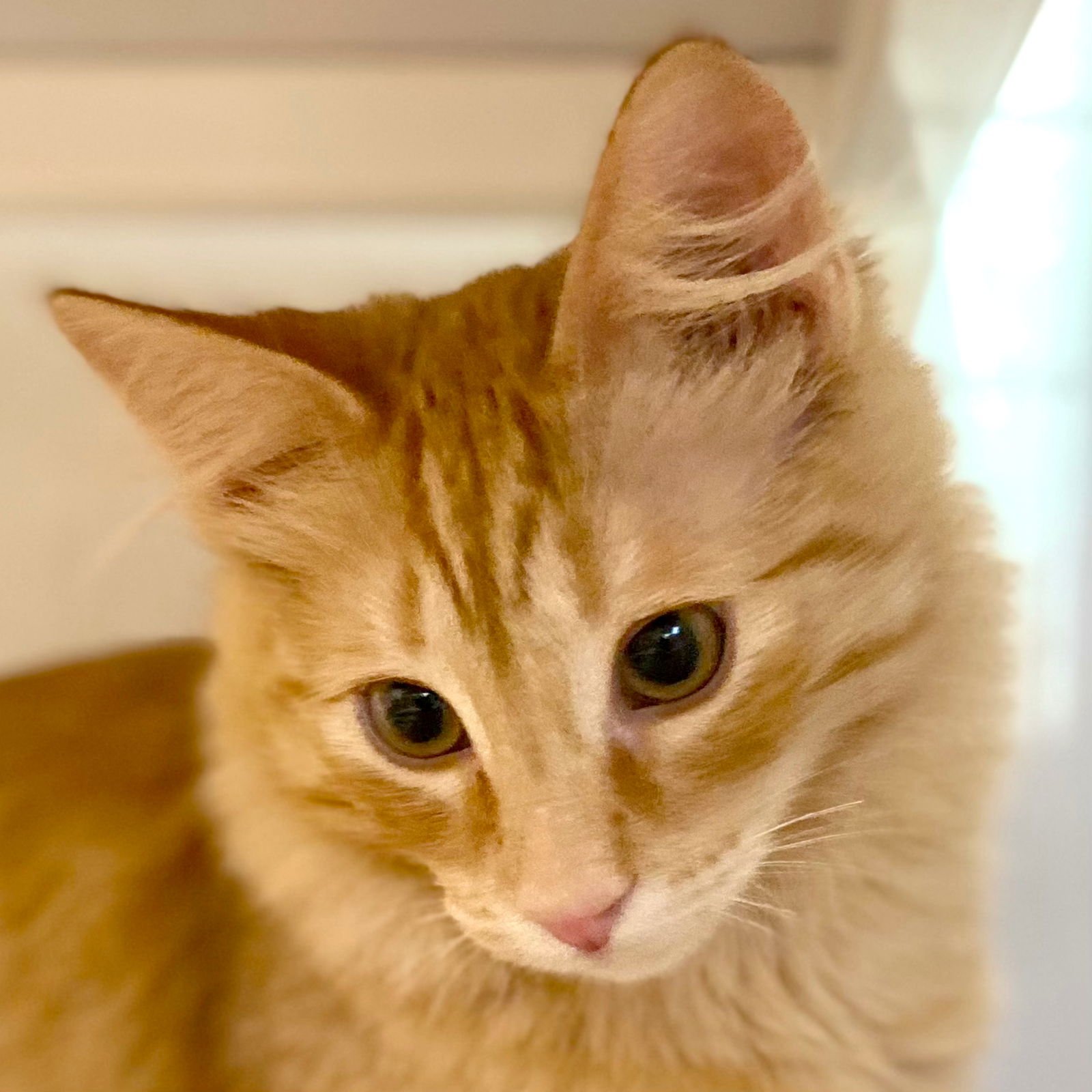 GOUDA - Domestic Medium Hair available for adoption