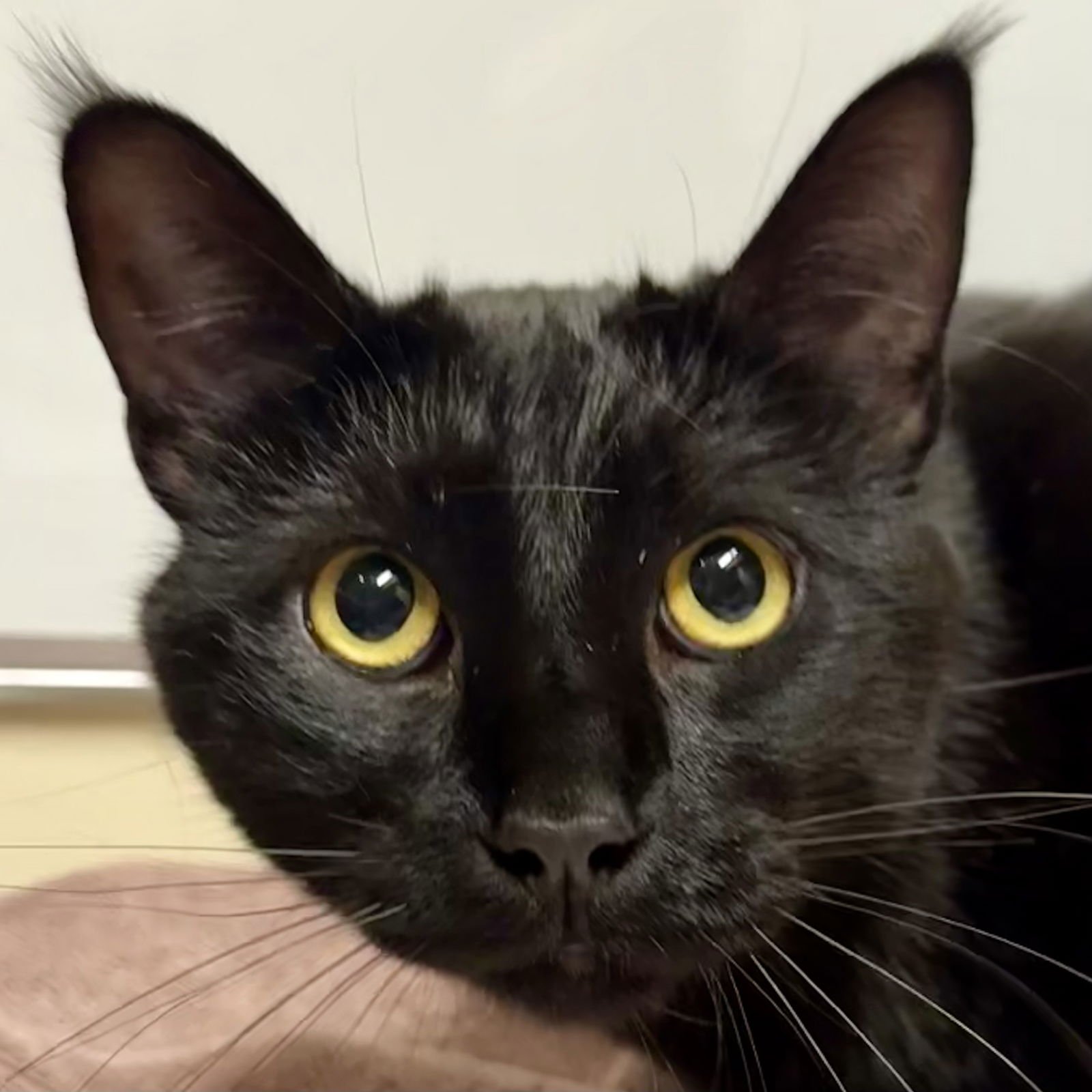 GROUCHO [AND CHICO] - Domestic Short Hair available for adoption