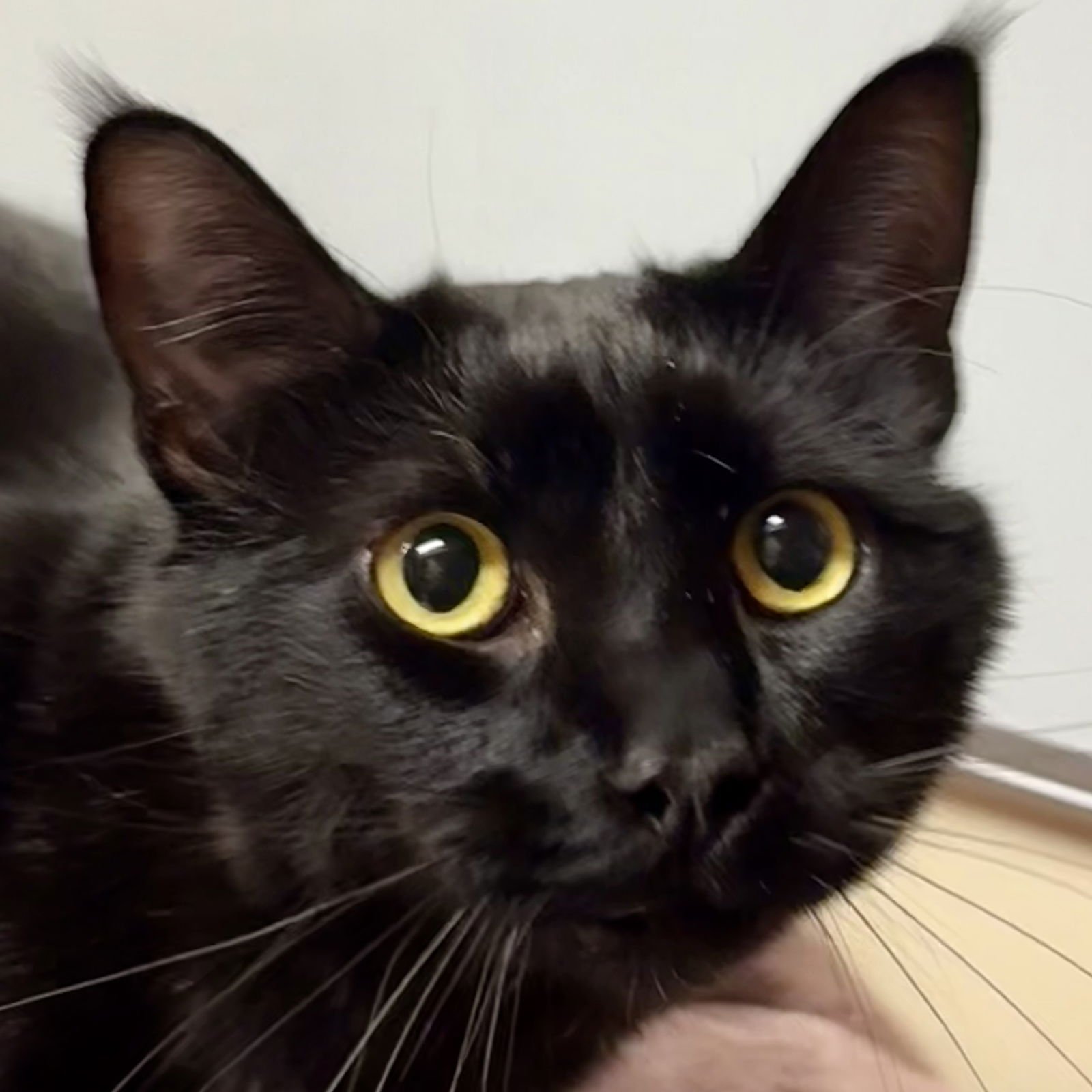 GROUCHO [AND CHICO] - Domestic Short Hair available for adoption