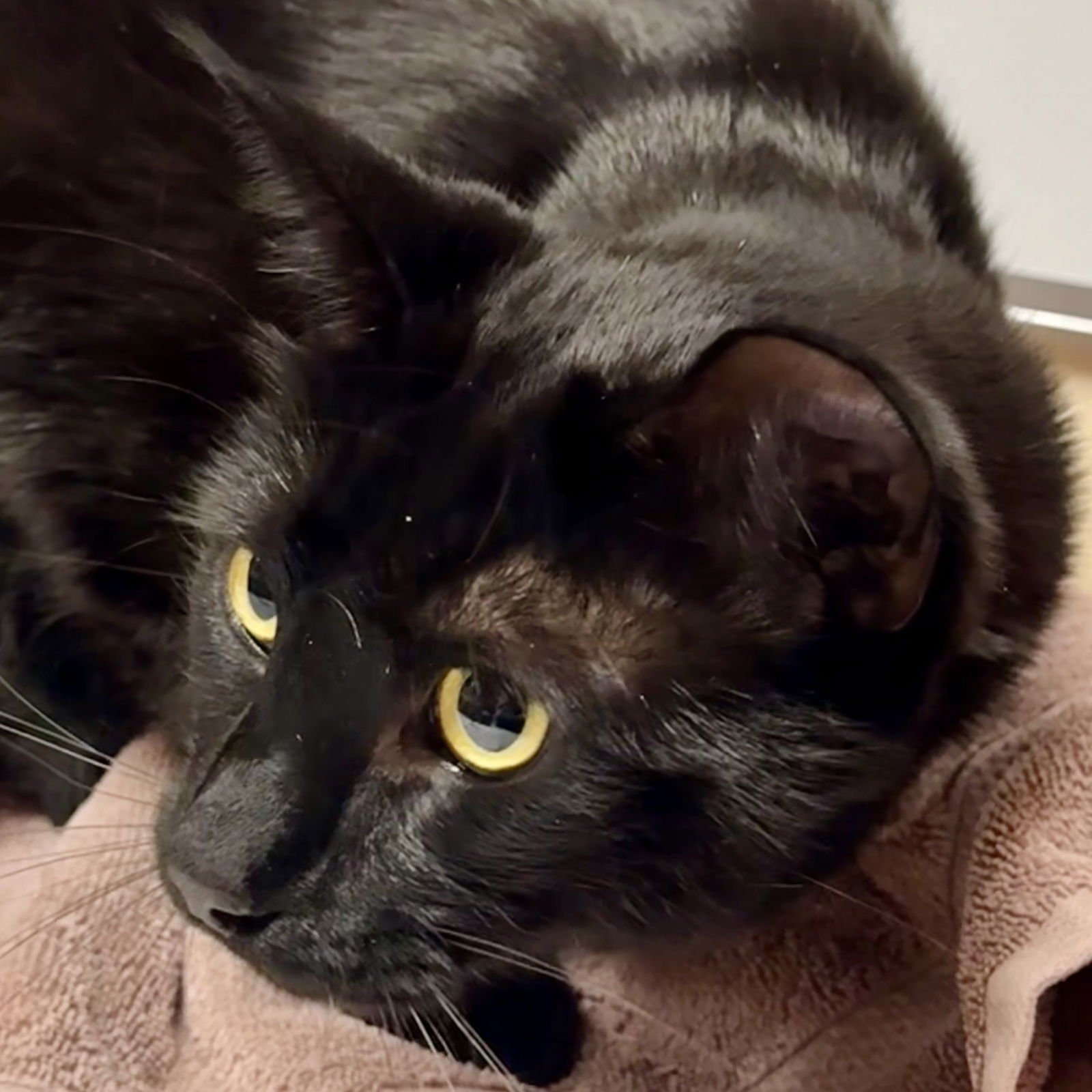 Groucho [and Chico] - Photo 3