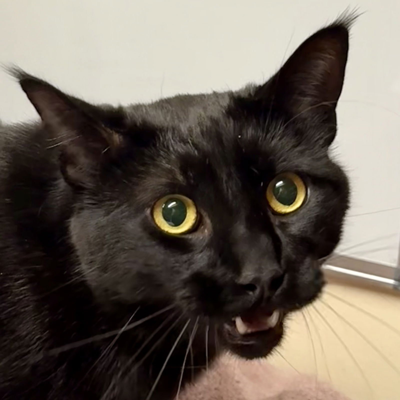 Groucho [and Chico] - Photo 4