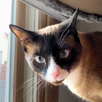 Lillie - Photo 1