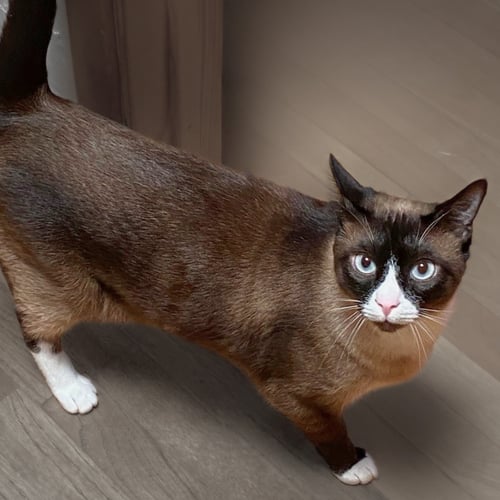 LILLIE - Domestic Short Hair / Snowshoe available for adoption