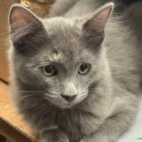 RUBY - Domestic Medium Hair available for adoption