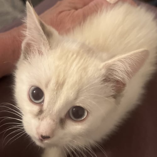 LOLLY [AND SHERB] - Domestic Short Hair / Siamese available for adoption
