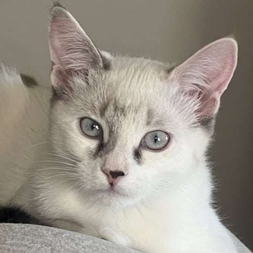 LOLLY [AND SHERB] - Domestic Short Hair / Siamese available for adoption