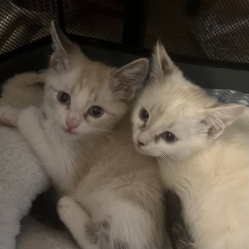 LOLLY [AND SHERB] - Domestic Short Hair / Siamese available for adoption
