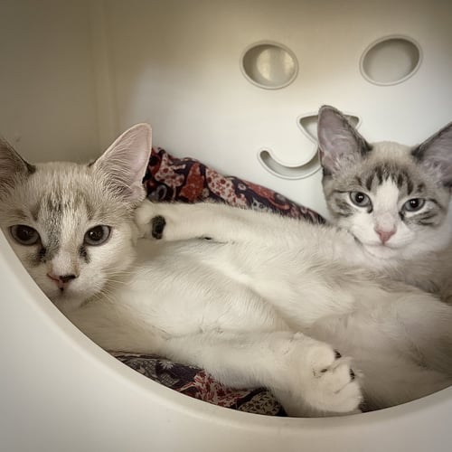 LOLLY [AND SHERB] - Domestic Short Hair / Siamese available for adoption