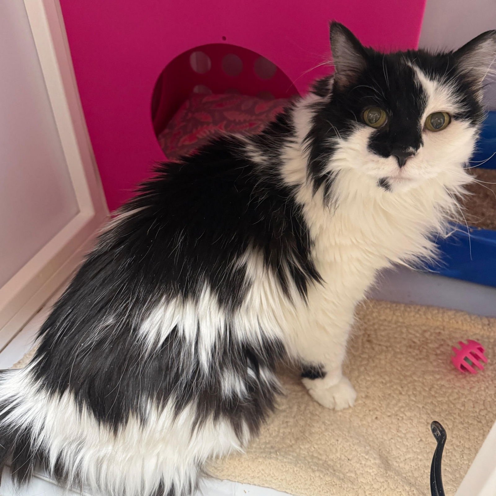 WADDLES - Domestic Long Hair available for adoption