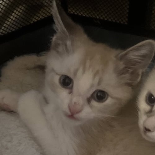 SHERB [AND LOLLY] - Domestic Short Hair / Siamese available for adoption