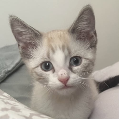 SHERB [AND LOLLY] - Domestic Short Hair / Siamese available for adoption