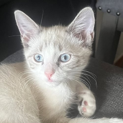 SHERB [AND LOLLY] - Domestic Short Hair / Siamese available for adoption