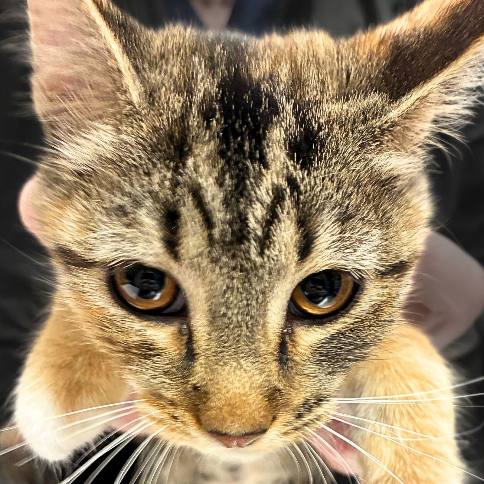 COOKIE - Domestic Short Hair available for adoption