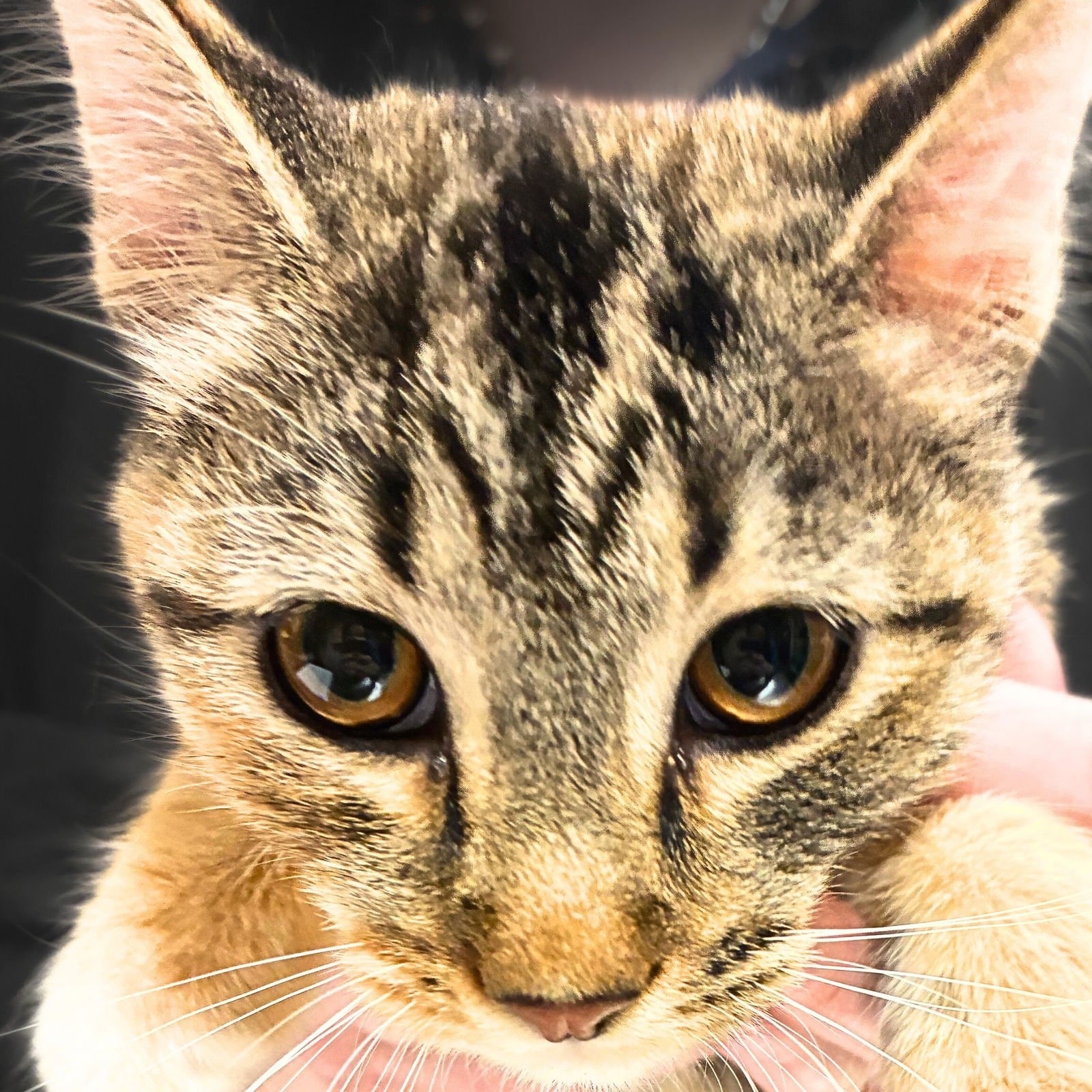 COOKIE - Domestic Short Hair available for adoption