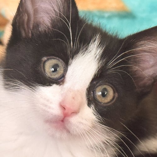 EOWYN - Domestic Short Hair available for adoption