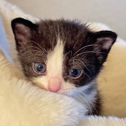 EOWYN - Domestic Short Hair available for adoption