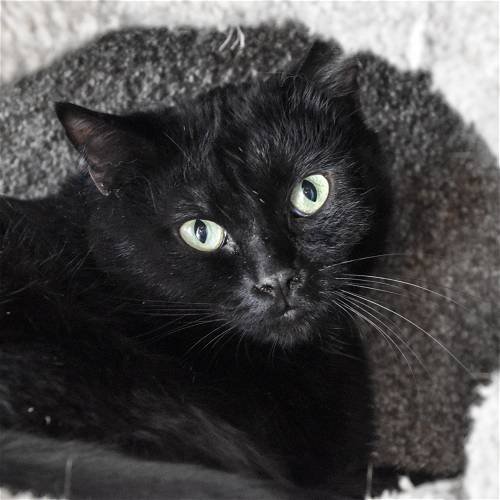 WACKO - Domestic Short Hair available for adoption