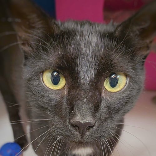 SEQUOIA - Domestic Short Hair available for adoption