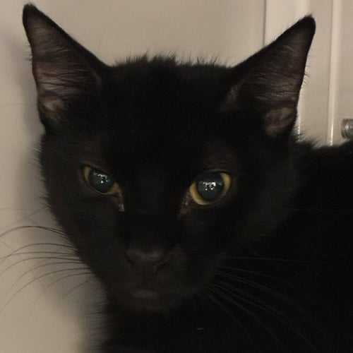 PUMBAA [AND TIMON] - Domestic Short Hair available for adoption