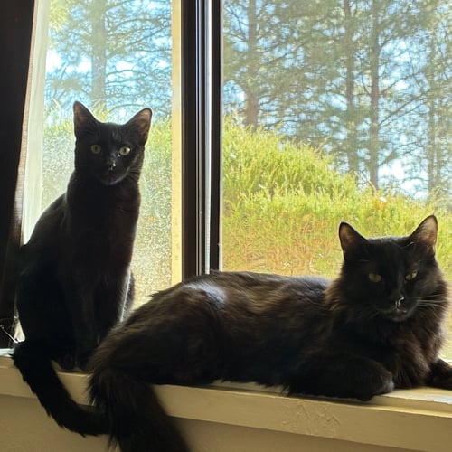 PUMBAA [AND TIMON] - Domestic Short Hair available for adoption