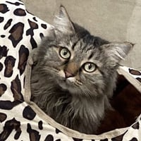 Lola - Photo 3