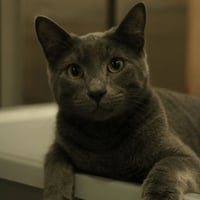 Babygray - Photo 1