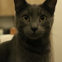 Babygray - Photo 2
