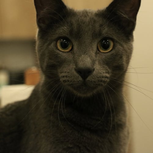 BABYGRAY - Russian Blue / Domestic Short Hair available for adoption