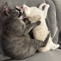 Babygray - Photo 3