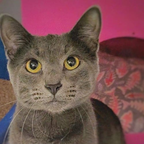 BABYGRAY - Russian Blue / Domestic Short Hair available for adoption