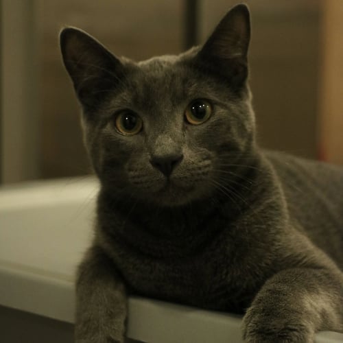 BABYGRAY - Russian Blue / Domestic Short Hair available for adoption