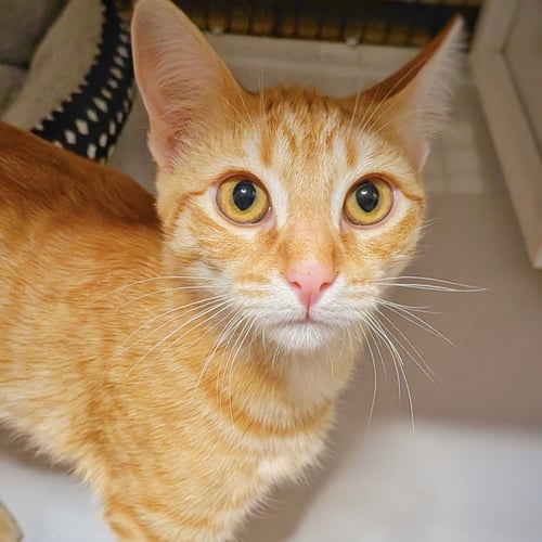 NEROLI - Domestic Short Hair available for adoption