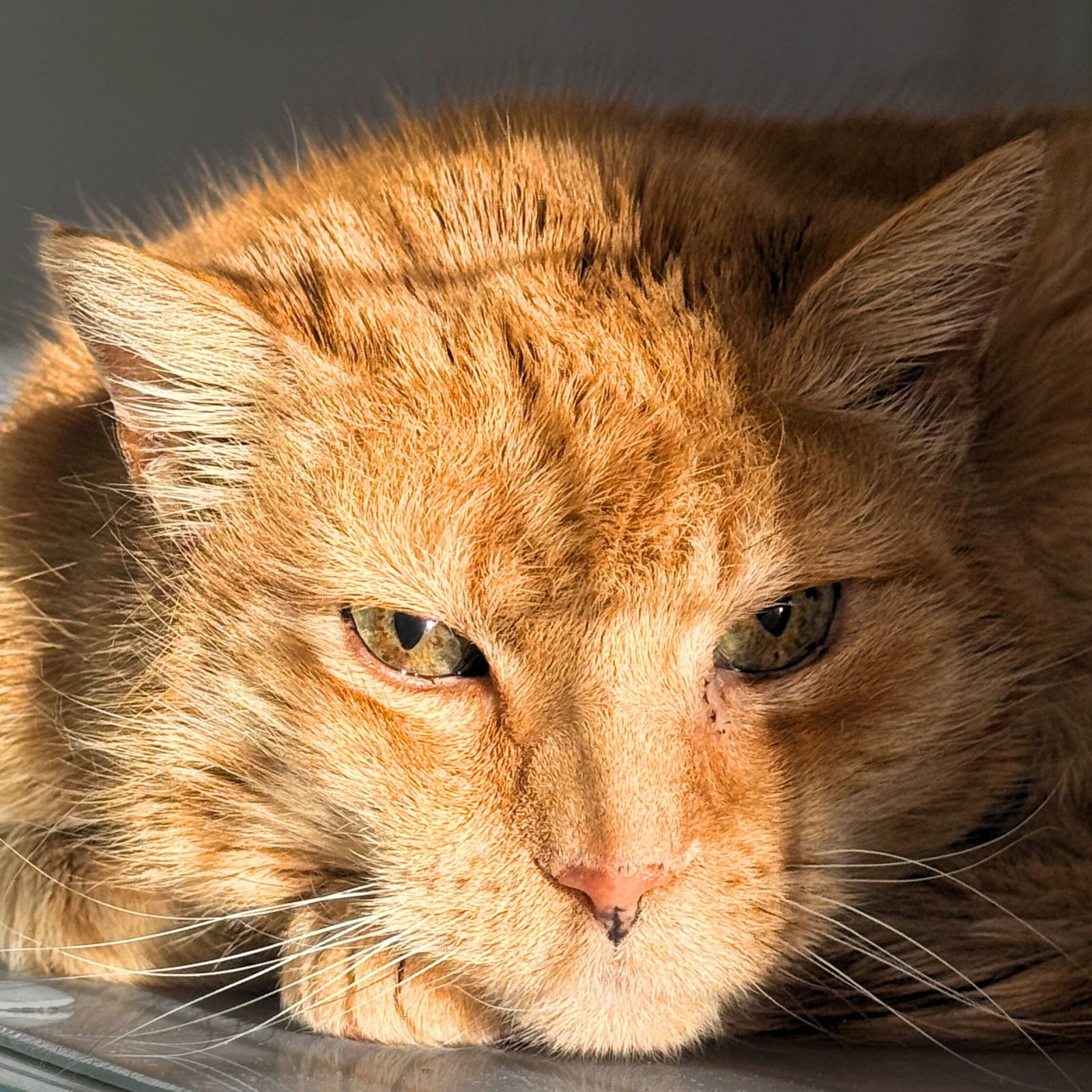 KABOCHA - Domestic Short Hair available for adoption