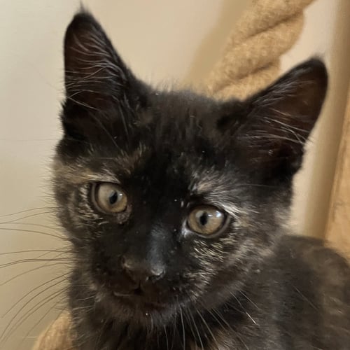MYRA [AND ZYRA] - Domestic Short Hair available for adoption
