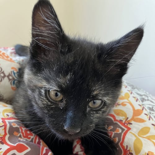 MYRA [AND ZYRA] - Domestic Short Hair available for adoption
