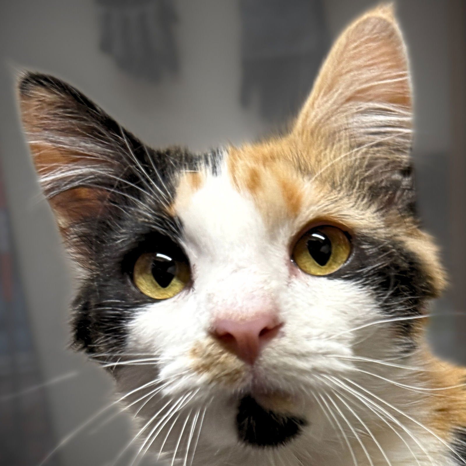 CHICLET - Domestic Medium Hair available for adoption