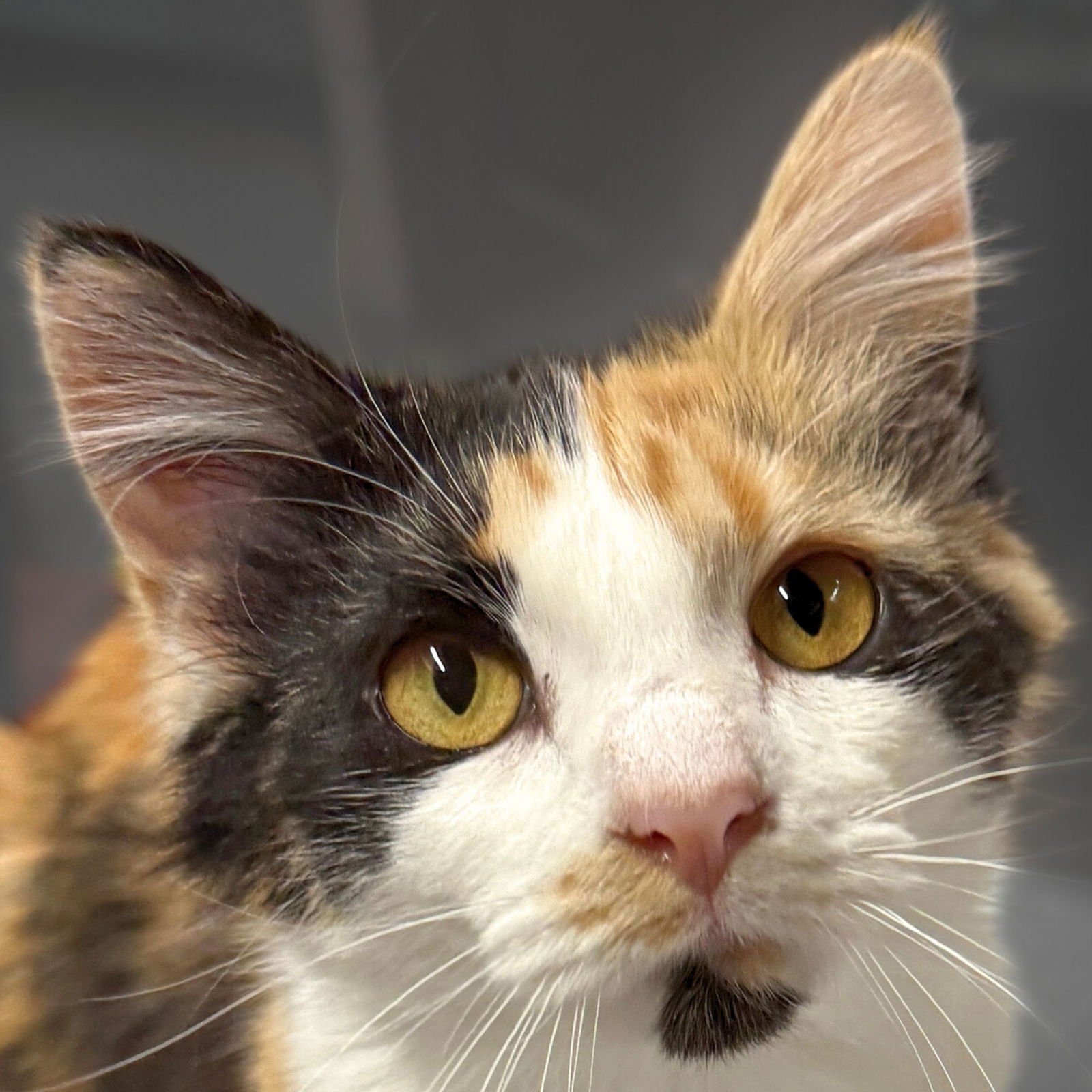 CHICLET - Domestic Medium Hair available for adoption