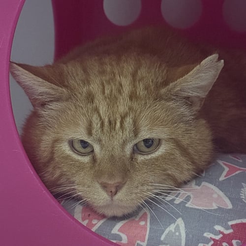 CARMELO - Domestic Short Hair available for adoption