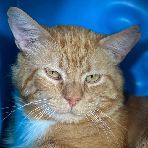CARMELO - Domestic Short Hair available for adoption