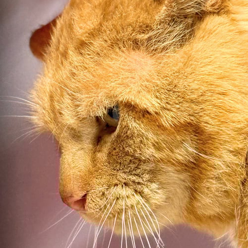 CARMELO - Domestic Short Hair available for adoption