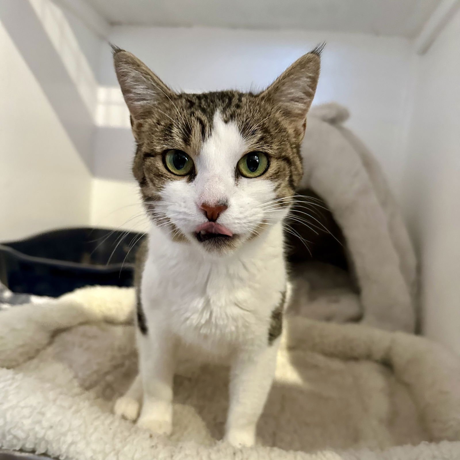 NOVA - Domestic Short Hair available for adoption