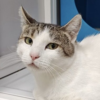 GENEVIEVE - Domestic Short Hair available for adoption