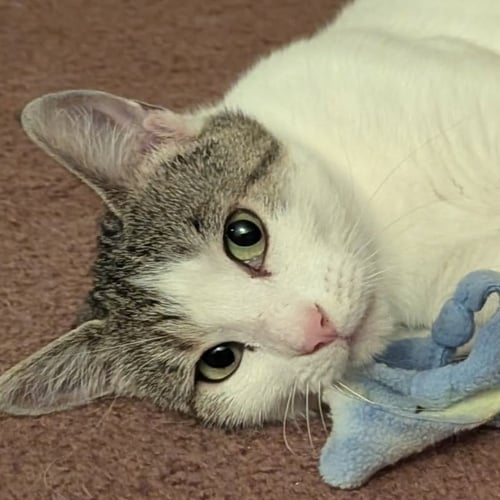 GENEVIEVE - Domestic Short Hair available for adoption