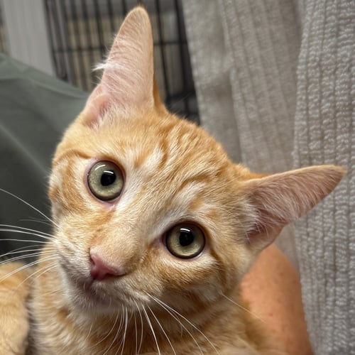 TAROCCO - Domestic Short Hair available for adoption